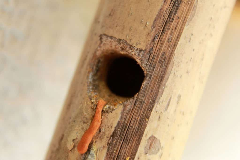 Carpenter Bee Entrance Hole