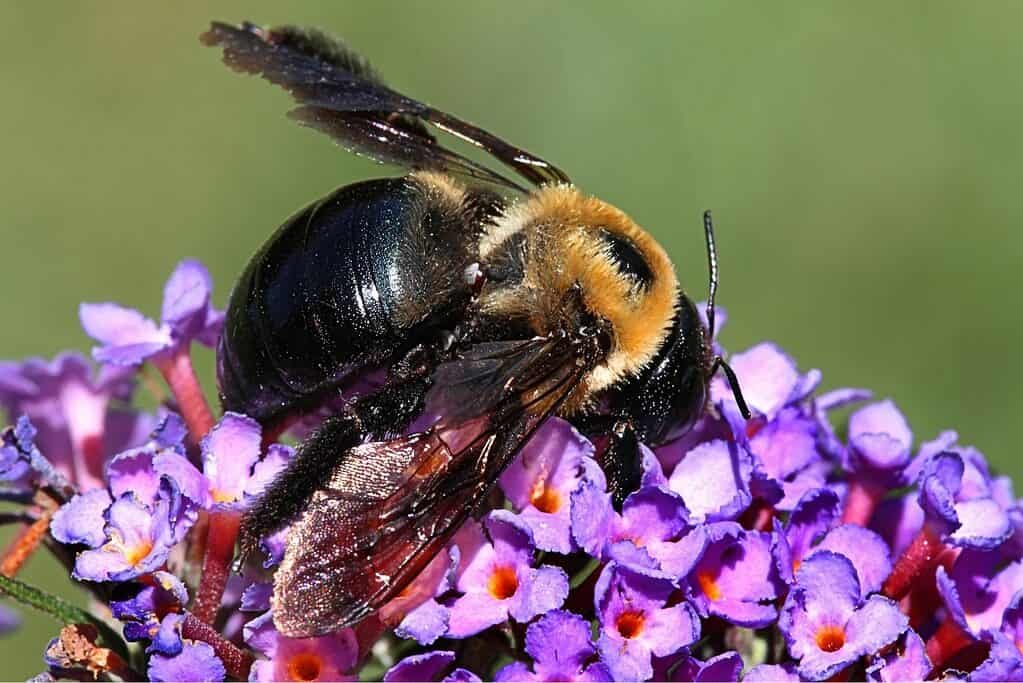 Carpenter bee on purple flowers