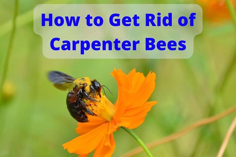 How to Get Rid of Carpenter Bees Fast (14 methods)