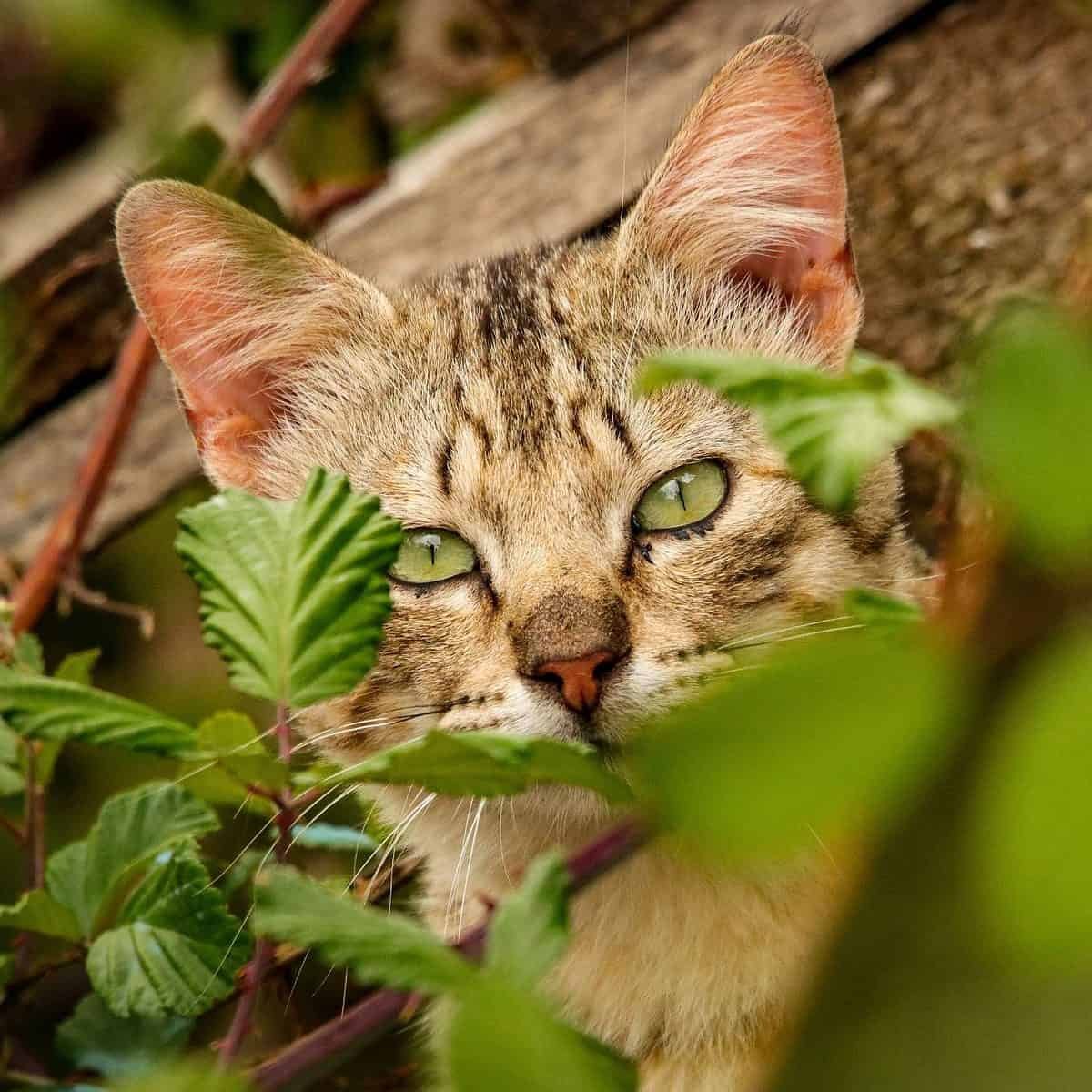 A cat lurking in the bushes