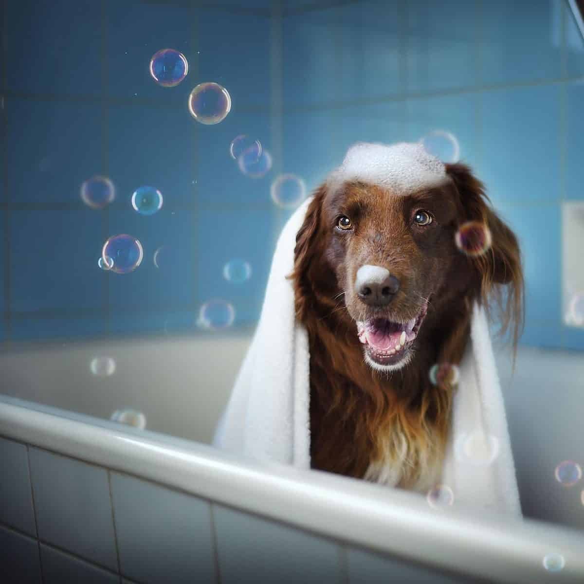 A large dog sat in the bath with bubbles on his head and large bubbles floating around him