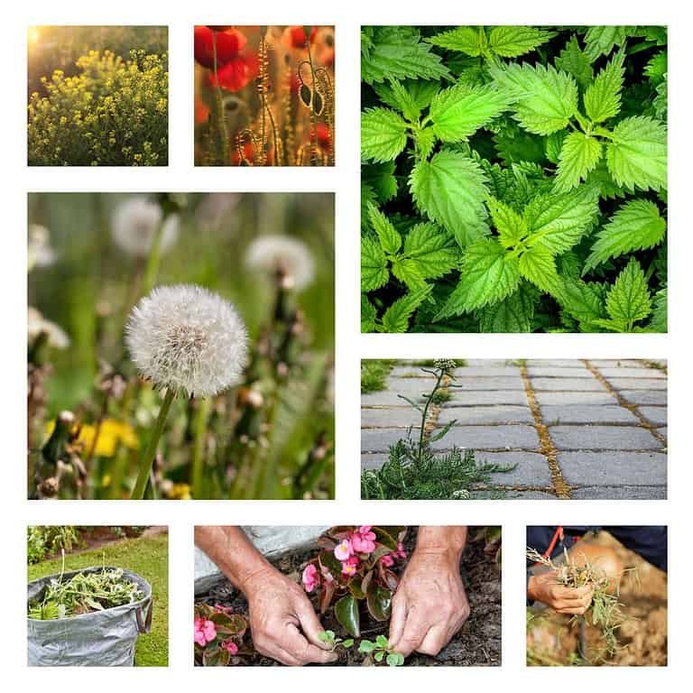 Best Weed Killer: The Ultimate Guide to Conquering Unwanted Weeds!