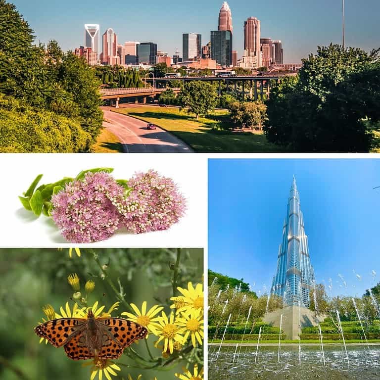 A Symphony of Life and Love: Green Roofs Uniting Cities with the Beauty of Biodiversity