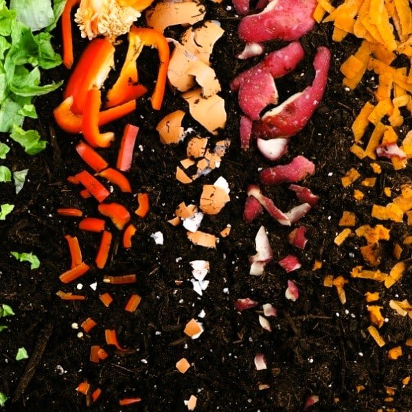Fruits and vegetable peels in a compost 721