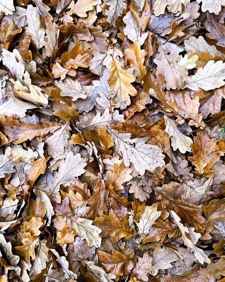 Oak leaves 746