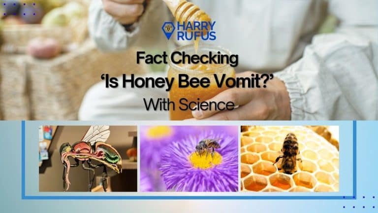 Fact Checking ‘Is Honey Bee Vomit?’ With Science