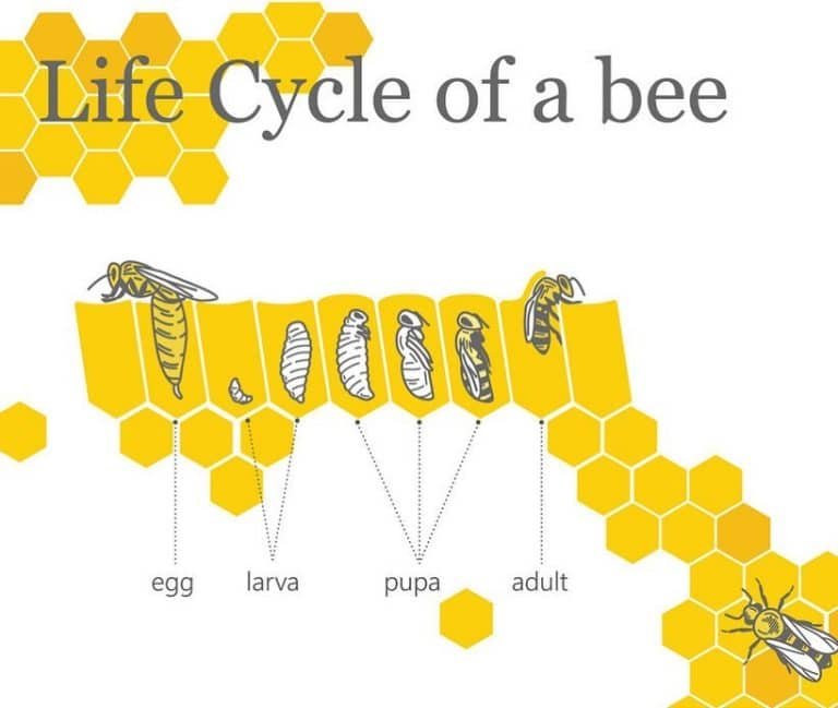Life cycle of a bee