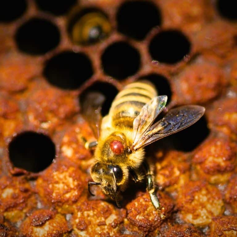 Varroa mite on a bee
