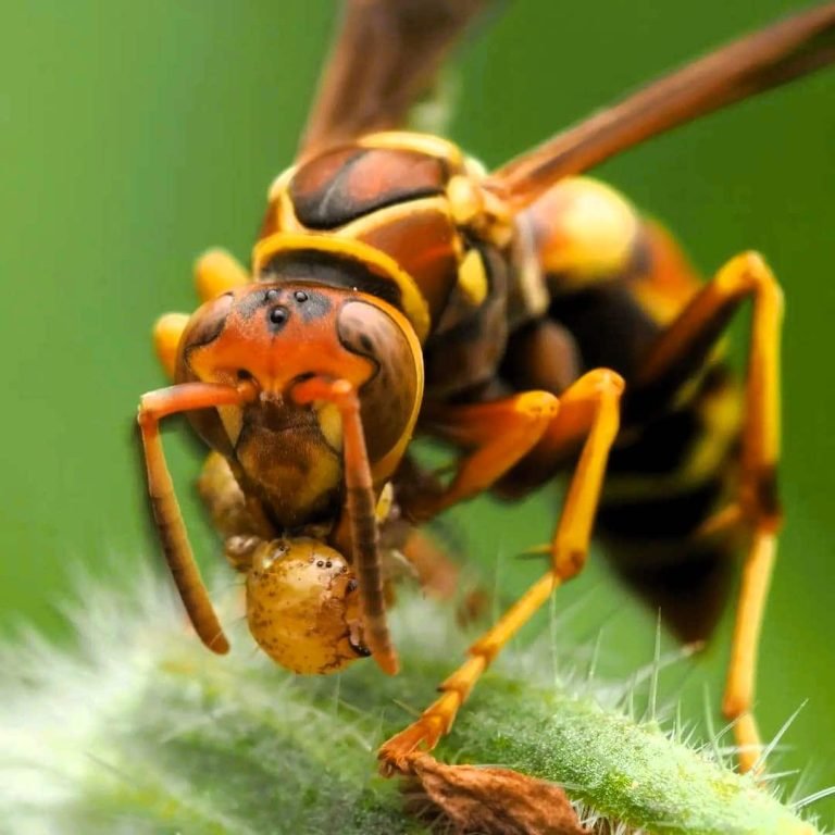 Wasp eating a caterpillar e1708426068271