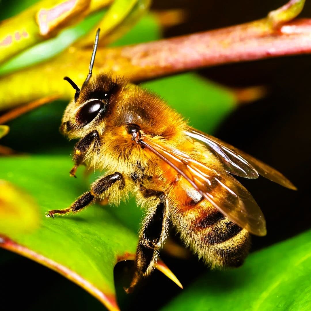 honeybee 1