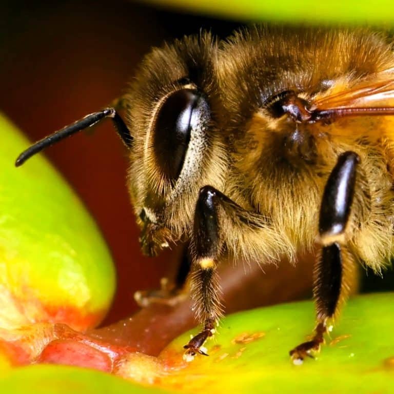 honeybee 3