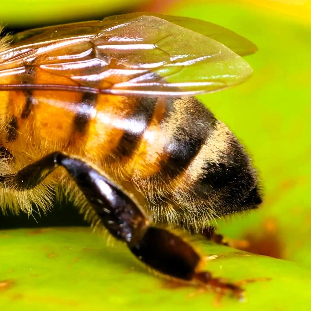 honeybee 4