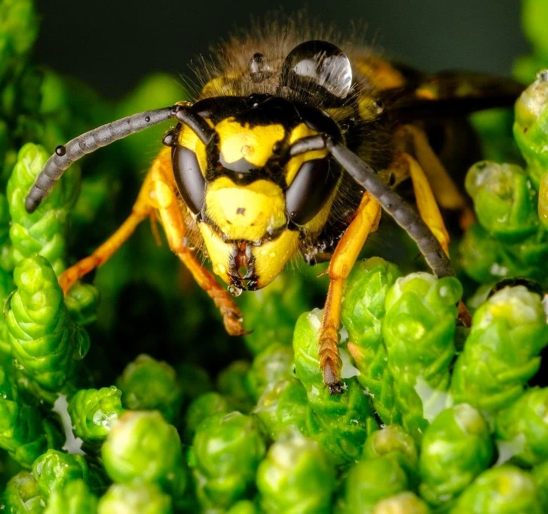 yellow jacket wasp 1