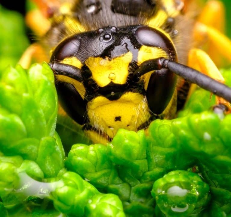 yellow jacket wasp 2