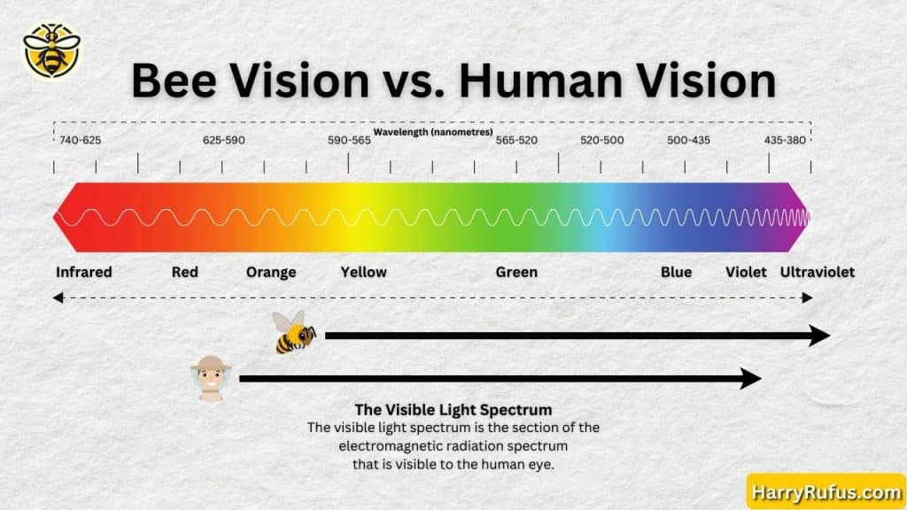 How do bees see? Bee Eyesight vs. Human Vision